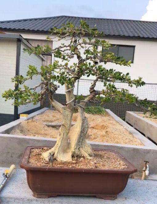 黄杨怎么制作成舍利干盆景的方法