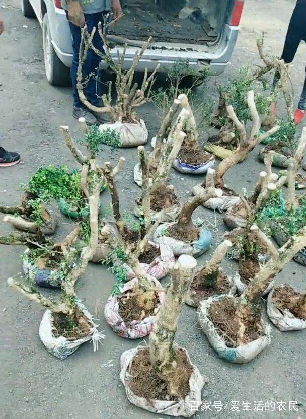 偷拍黄杨下山桩交易黑市交易
