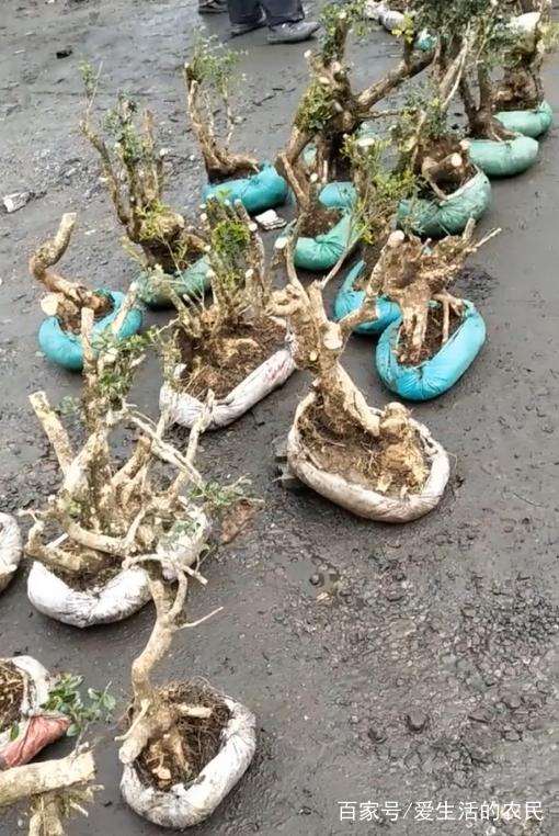 偷拍黄杨下山桩交易黑市交易