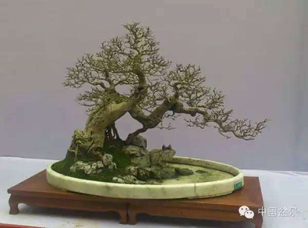 怎么制作盆景脱衣换锦的方法