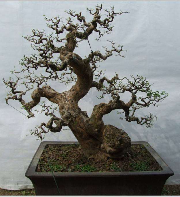 怎么制作盆景脱衣换锦的方法