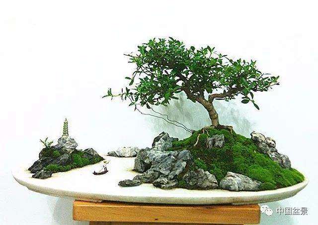 名家教你做水旱盆景基本方法 图片