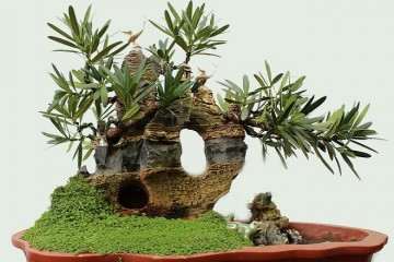 制作山石盆景怎么粘合配置的方法