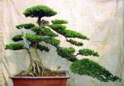 盆景怎么用金属丝蟠扎的方法