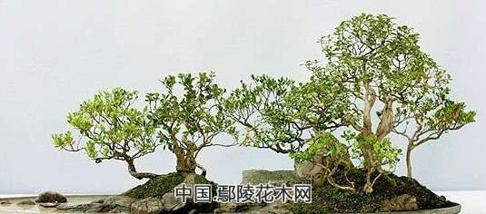 水旱盆景制作方法及步骤