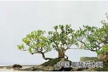 水旱盆景制作方法及步骤 图片