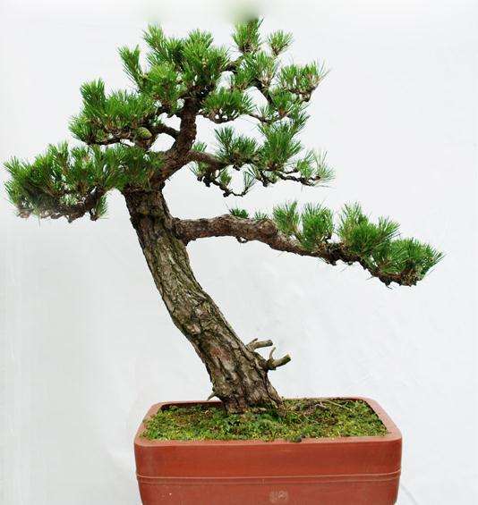 黑松盆景怎么修剪翻盘的方法