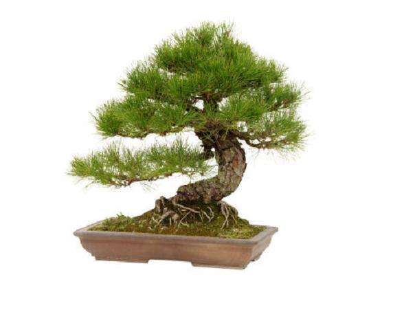 黑松盆景攀扎造型的方法