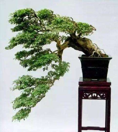 曲干式树木盆景 有什么特点要求？