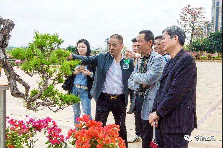 诏安县2019年元宵节期间举办盆景赏石展