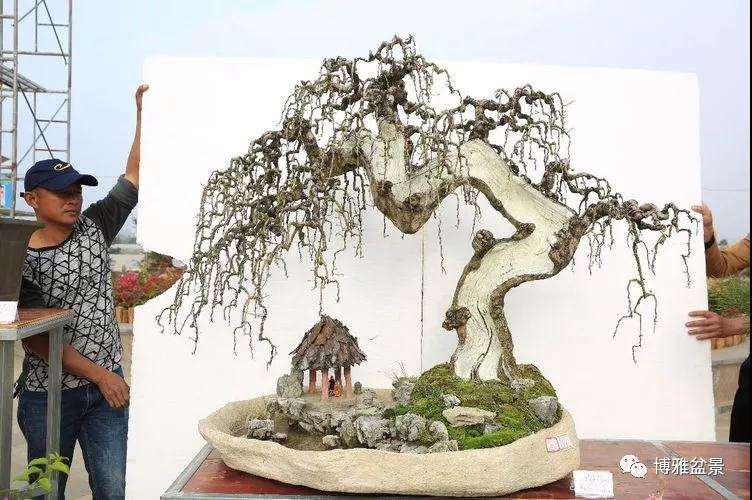 诏安县2019年元宵节期间举办盆景赏石展