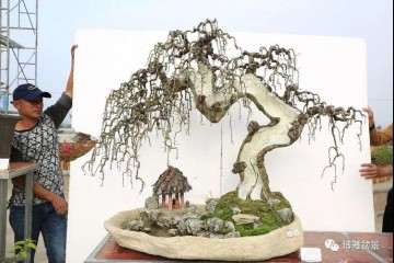 诏安县2019年元宵节期间举办盆景赏石展