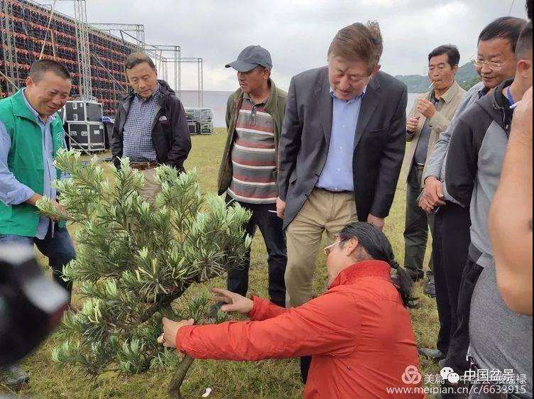 重庆千盆杜鹃盆景展大师现场制作图片