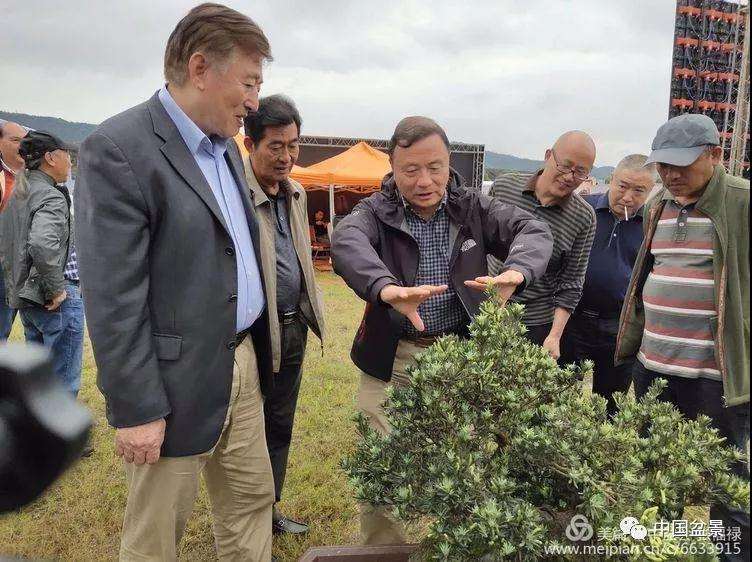 重庆千盆杜鹃盆景展大师现场制作图片