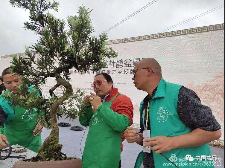 重庆千盆杜鹃盆景展大师现场制作图片