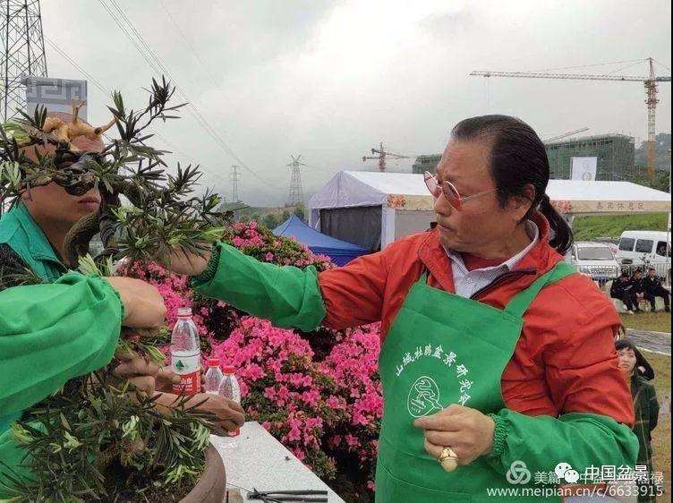 重庆千盆杜鹃盆景展大师现场制作图片