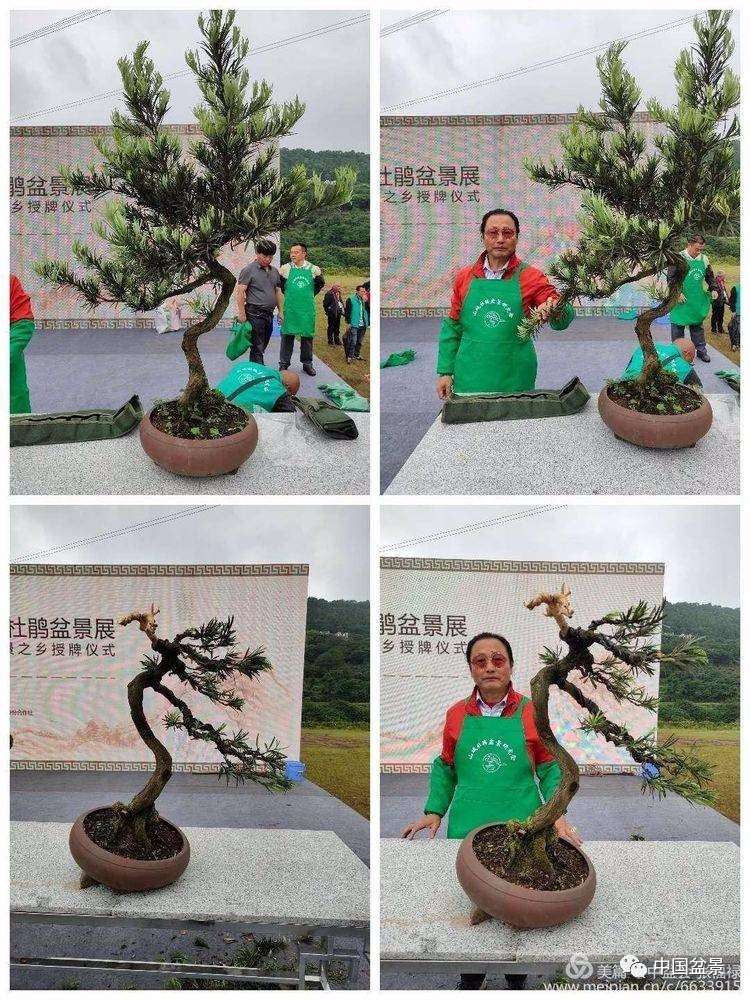 重庆千盆杜鹃盆景展大师现场制作图片