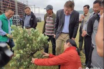 重庆千盆杜鹃盆景展大师现场制作图片