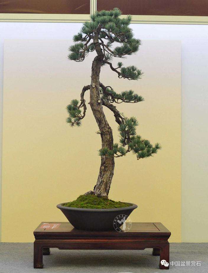 盆景参展前该怎么做好换盆的准备