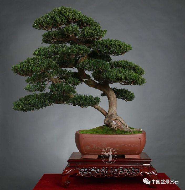 盆景参展前该怎么做好换盆的准备