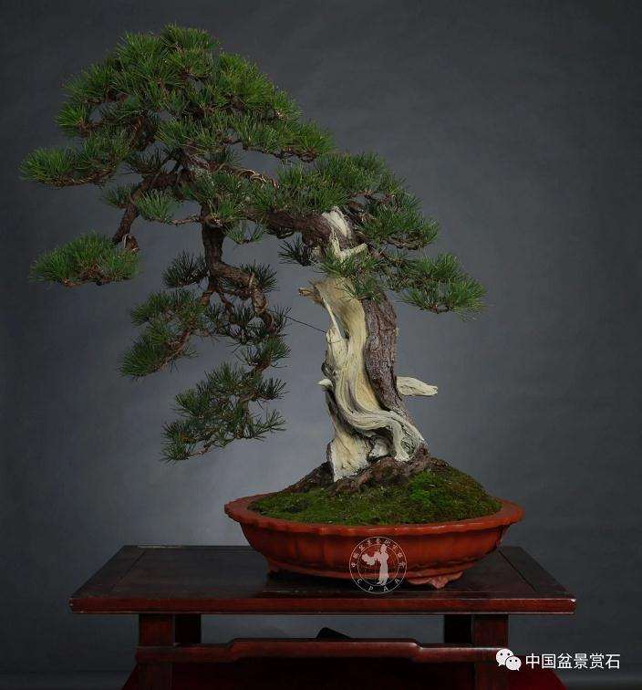 盆景参展前该怎么做好换盆的准备