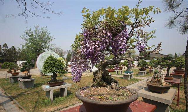 黄荆树桩盆景怎么修剪的方法 图片