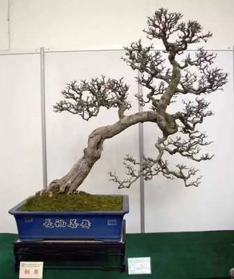 黄荆下山桩的移栽成活的7个方法 图片
