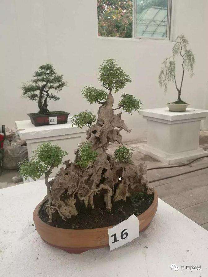 怎么购买黄荆下山桩的方法