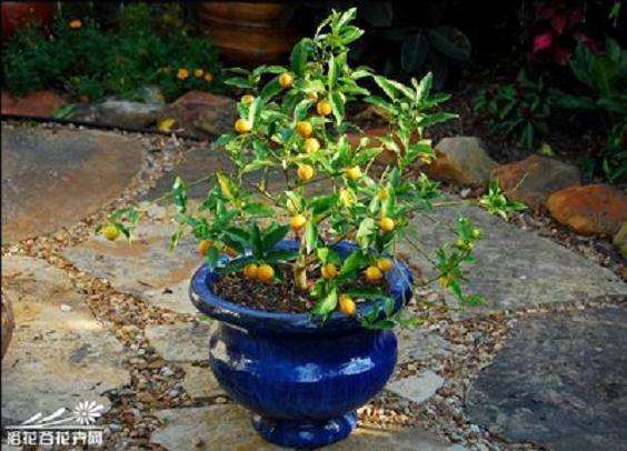 怎么制作金橘盆景的4个方法