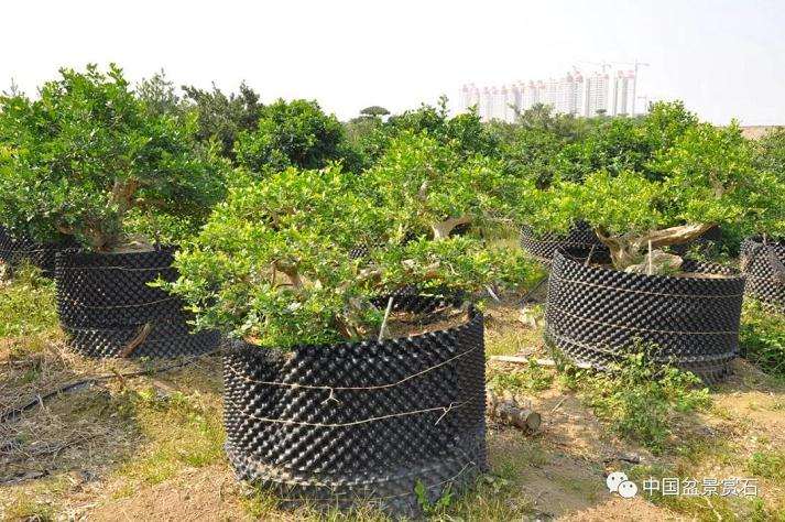 走进中盆协副会长罗传忠的盆景世界