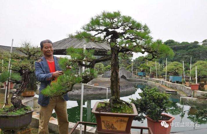 走进中盆协副会长罗传忠的盆景世界
