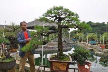 北海中盆协副会长罗传忠的罗汉松盆景世界
