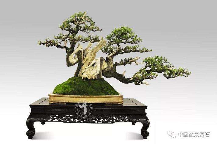 走进中盆协副会长朱德保的盆景世界