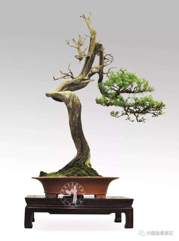 走进中盆协副会长朱德保的盆景世界