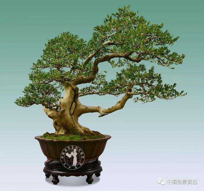 走进中盆协副会长朱德保的盆景世界