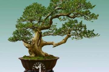 走进中盆协副会长朱德保的盆景世界