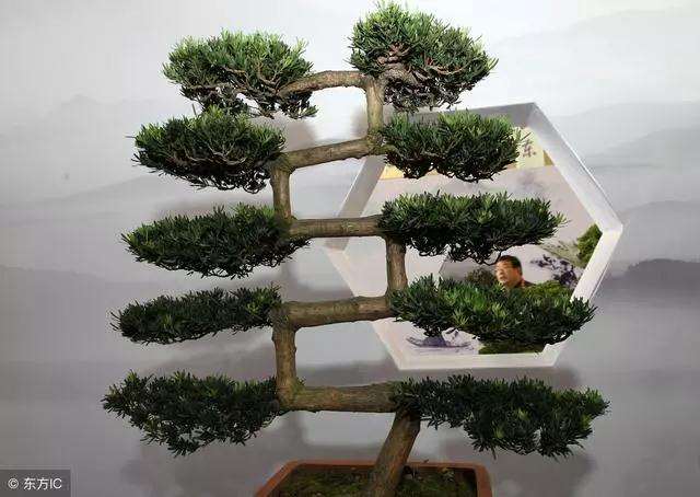 盆景的基本树型分类有哪些