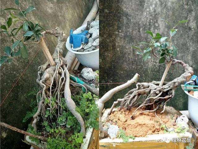 下山桩的根部怎么造型设计