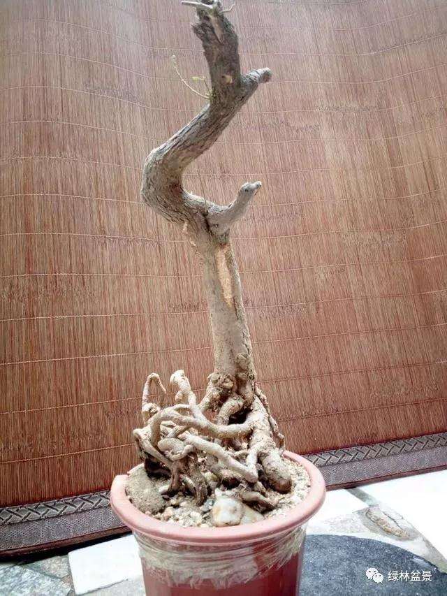 下山桩的根部怎么造型设计