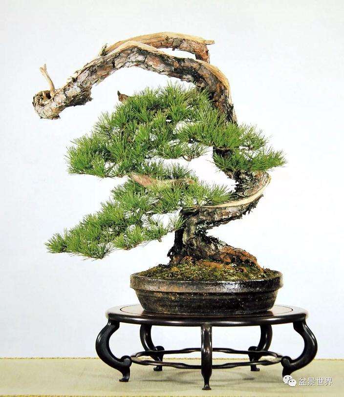 几架在盆景展陈艺术中的作用