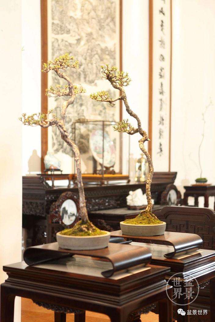 几架在盆景展陈艺术中的作用