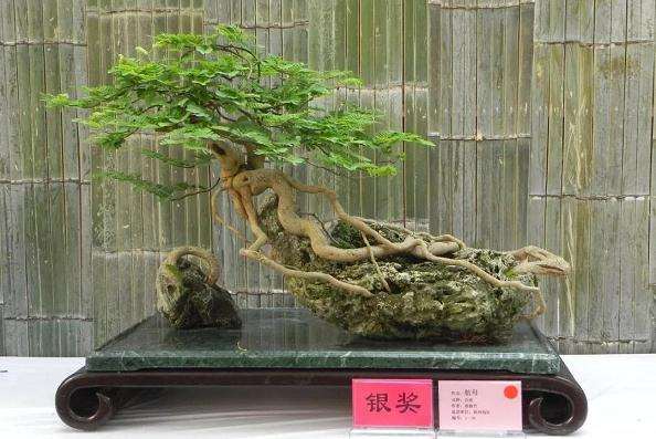 室内盆景怎么施肥的方法