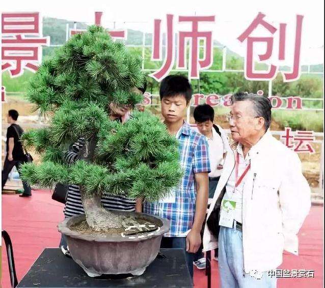 图解 胡乐国用高干垂枝法制作松树盆景