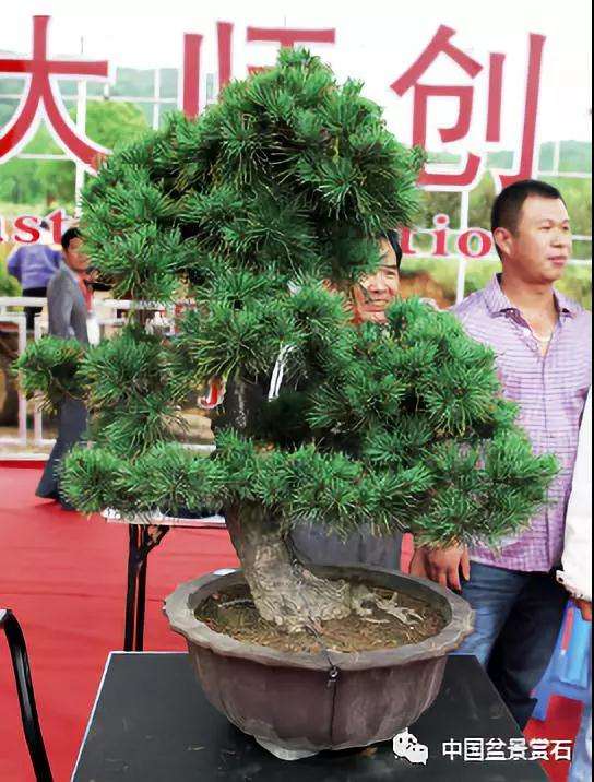 图解 胡乐国用高干垂枝法制作松树盆景