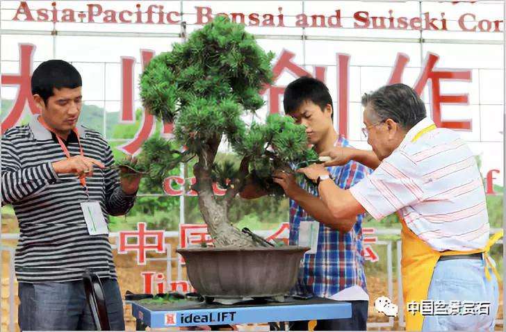 图解 胡乐国用高干垂枝法制作松树盆景