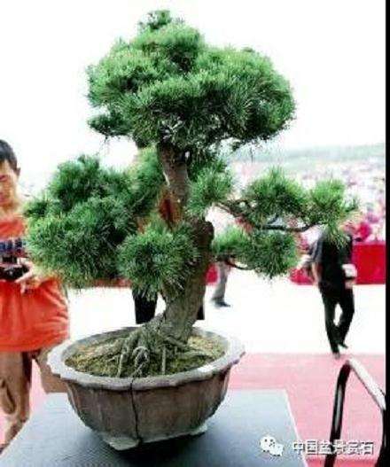 图解 胡乐国用高干垂枝法制作松树盆景