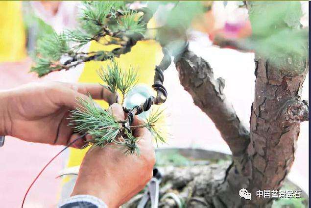 图解 胡乐国用高干垂枝法制作松树盆景