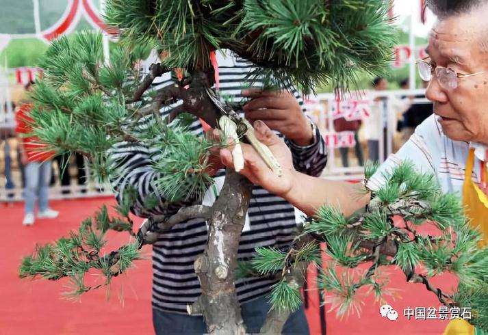 图解 胡乐国用高干垂枝法制作松树盆景