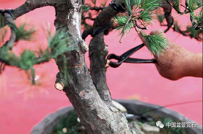 图解 胡乐国用高干垂枝法制作松树盆景
