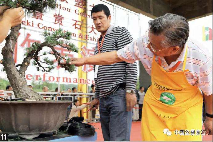 图解 胡乐国用高干垂枝法制作松树盆景